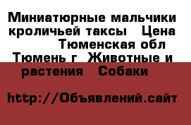 Миниатюрные мальчики кроличьей таксы › Цена ­ 6 500 - Тюменская обл., Тюмень г. Животные и растения » Собаки   